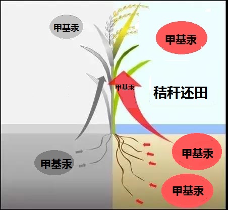 秸秆还田